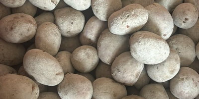 Patatas de semilla rojas variedad Laura