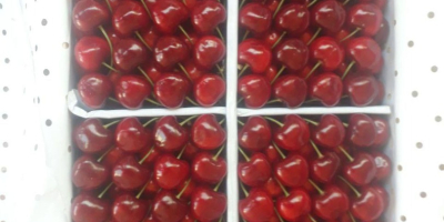 Cerezas dulces al por mayor de Uzbekistán, disponibles en