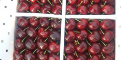 Cerezas dulces al por mayor de Uzbekistán, disponibles en