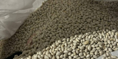 Judías Blancas | Alta Calidad, Listas para Exportar. Ofrecemos