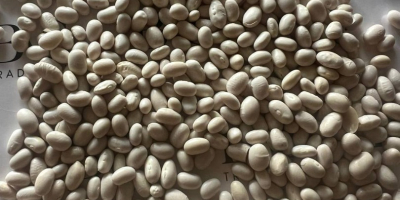 Judías Blancas | Alta Calidad, Listas para Exportar. Ofrecemos
