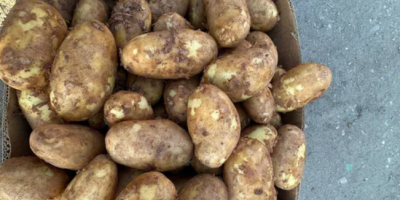 patatas frescas de Rumanía +[número de teléfono]