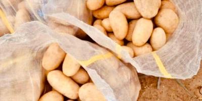 Papas egipcias frescas para exportación – Variedad Spunta. Nos