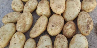 Papas egipcias frescas para exportación – Variedad Spunta. Nos