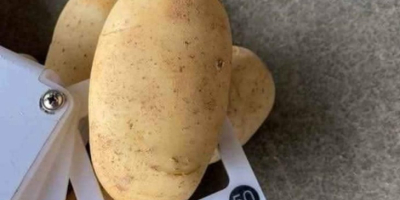 Papas egipcias frescas para exportación – Variedad Spunta. Nos