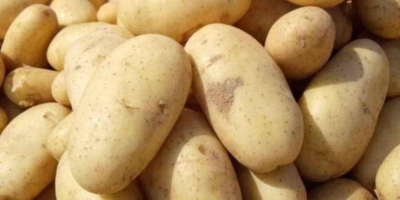 Papas egipcias frescas para exportación – Variedad Spunta. Nos