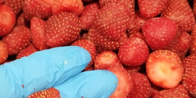 Fresa congelada IQF, Grado A (con análisis de pesticidas