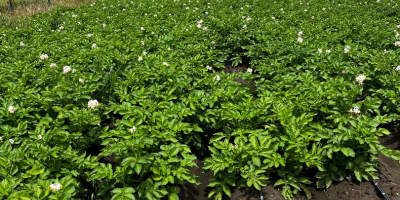 Patatas nuevas en venta, el precio depende de la
