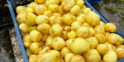 Patatas nuevas en venta, el precio depende de la