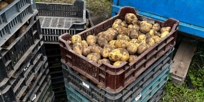 Patatas nuevas en venta, el precio depende de la