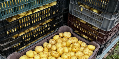 Patatas nuevas en venta, el precio depende de la