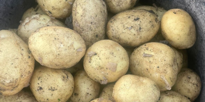 Empresa rumana vende patatas nuevas de origen Rumanía con