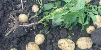 Empresa rumana vende patatas nuevas de origen Rumanía con