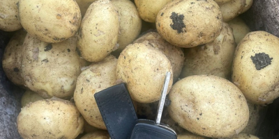Empresa rumana vende patatas nuevas de origen Rumanía con