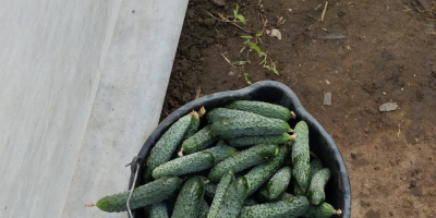 Empresa rumana vende pepinos de origen rumano, tenemos grandes
