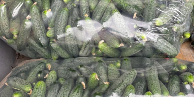 Empresa rumana vende pepinos de origen rumano, tenemos grandes