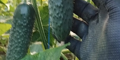 Empresa rumana vende pepinos de origen rumano, tenemos grandes