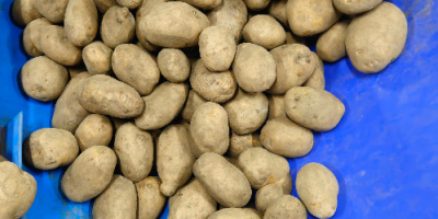 Ofrezco a la venta papas variedad Lilly, calibre 45+,