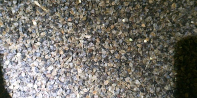 Venderé trigo sarraceno cultivado sin utilizar ningún producto fitosanitario.