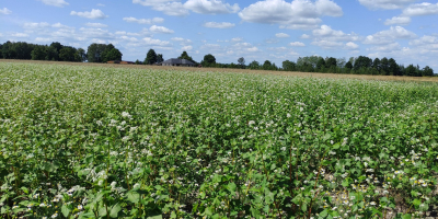 Venderé trigo sarraceno cultivado sin utilizar ningún producto fitosanitario.