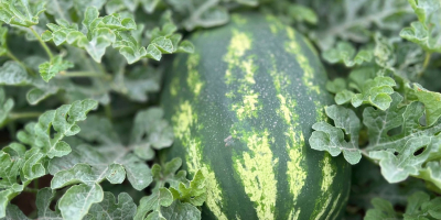 Sandía marroquí: naturalmente más dulce, cuidadosamente gestionada. Cultivadas bajo
