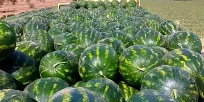 Sandía marroquí: naturalmente más dulce, cuidadosamente gestionada. Cultivadas bajo
