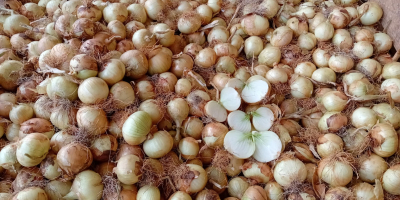 Vendemos cebollas amarillas nuevas de la temporada calibre 50-60,