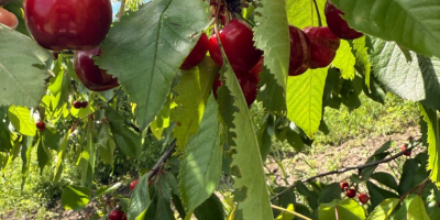 Ofrecemos cerezas para procesamiento (de 20 toneladas o más)