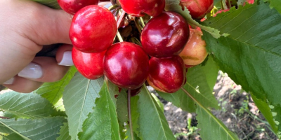Ofrecemos cerezas para procesamiento (de 20 toneladas o más)