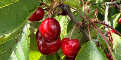 Ofrecemos cerezas para procesamiento (de 20 toneladas o más)
