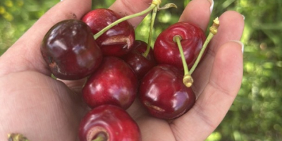 Ofrecemos cerezas para procesamiento (de 20 toneladas o más)