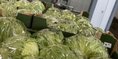 Hola, enviamos frutas y verduras frescas de Polonia a