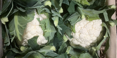 Hola, enviamos frutas y verduras frescas de Polonia a