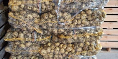 Ofrecemos patatas jóvenes polacas en cantidades completas de camiones