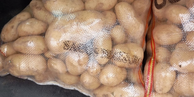Vendo patatas variedad SPUNTA (fresco) naturales que se encuentra