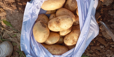 Vendo patatas variedad SPUNTA (fresco) naturales que se encuentra