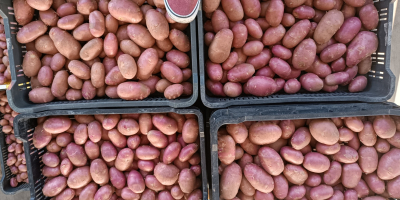 Patatas nuevas de alta calidad. Lavadas.