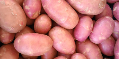 Patatas nuevas de alta calidad. Lavadas.