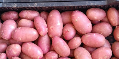 Patatas nuevas de alta calidad. Lavadas.