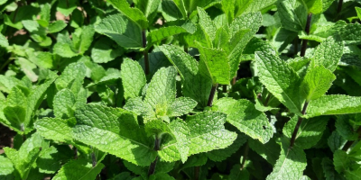 Menta holandesa fresca, muy aromática, bien desarrollada, cultivada a