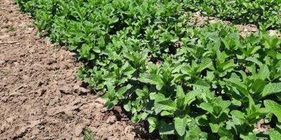Menta holandesa fresca, muy aromática, bien desarrollada, cultivada a