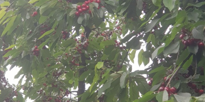 Hola, vendo cerezas de mi propio huerto, un árbol
