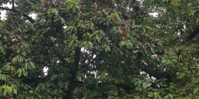 Hola, vendo cerezas de mi propio huerto, un árbol