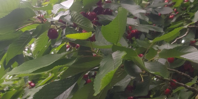 Hola, vendo cerezas de mi propio huerto, un árbol