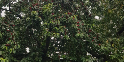 Hola, vendo cerezas de mi propio huerto, un árbol