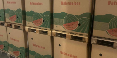 Recién llegadas de Grecia: Sandías del Peloponeso. Nuestras sandías