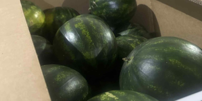 Recién llegadas de Grecia: Sandías del Peloponeso. Nuestras sandías