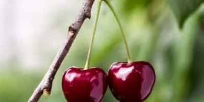 COMPRO GRANDES CANTIDADES DE CEREZAS HÚNGARAS PARA PROCESAMIENTO (ALMACENAMIENTO