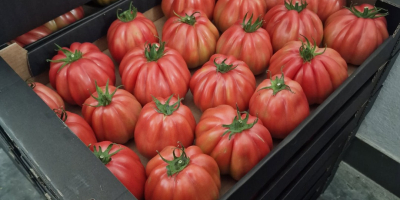 Vendo tomates frambuesa de la variedad Rossamunda. Cantidad por