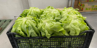 Lechuga mantecosa Rosso Bianco fresca, directamente del campo. Entrega
